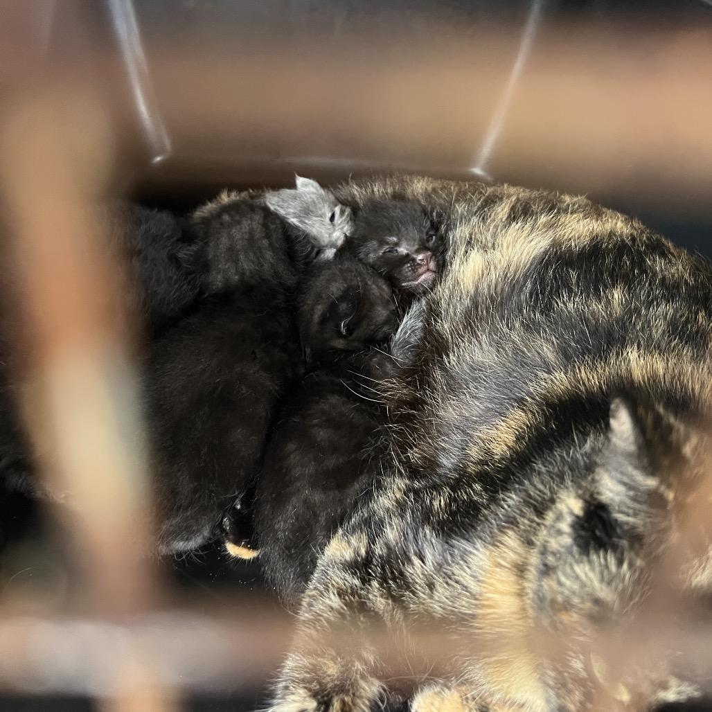 Enlarge Matilda, a Adoptable Domestic Short Hair in Houston, TX image 2/6