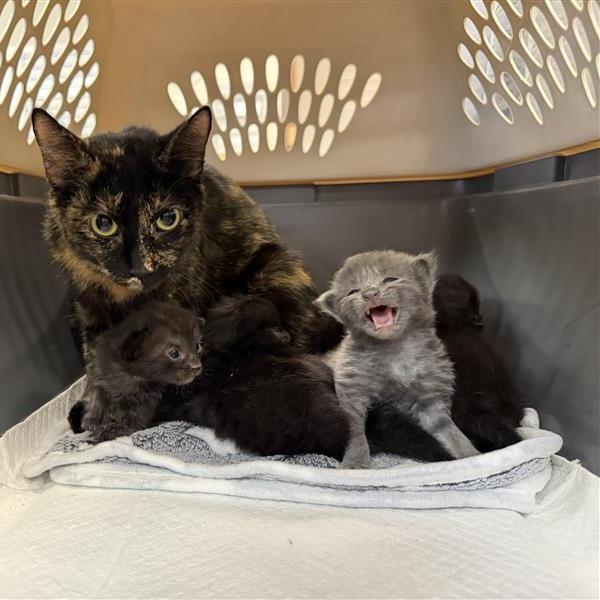 Enlarge Matilda, a Adoptable Domestic Short Hair in Houston, TX image 3/6