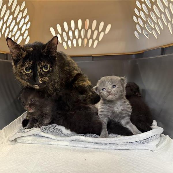 Enlarge Matilda, a Adoptable Domestic Short Hair in Houston, TX image 4/6