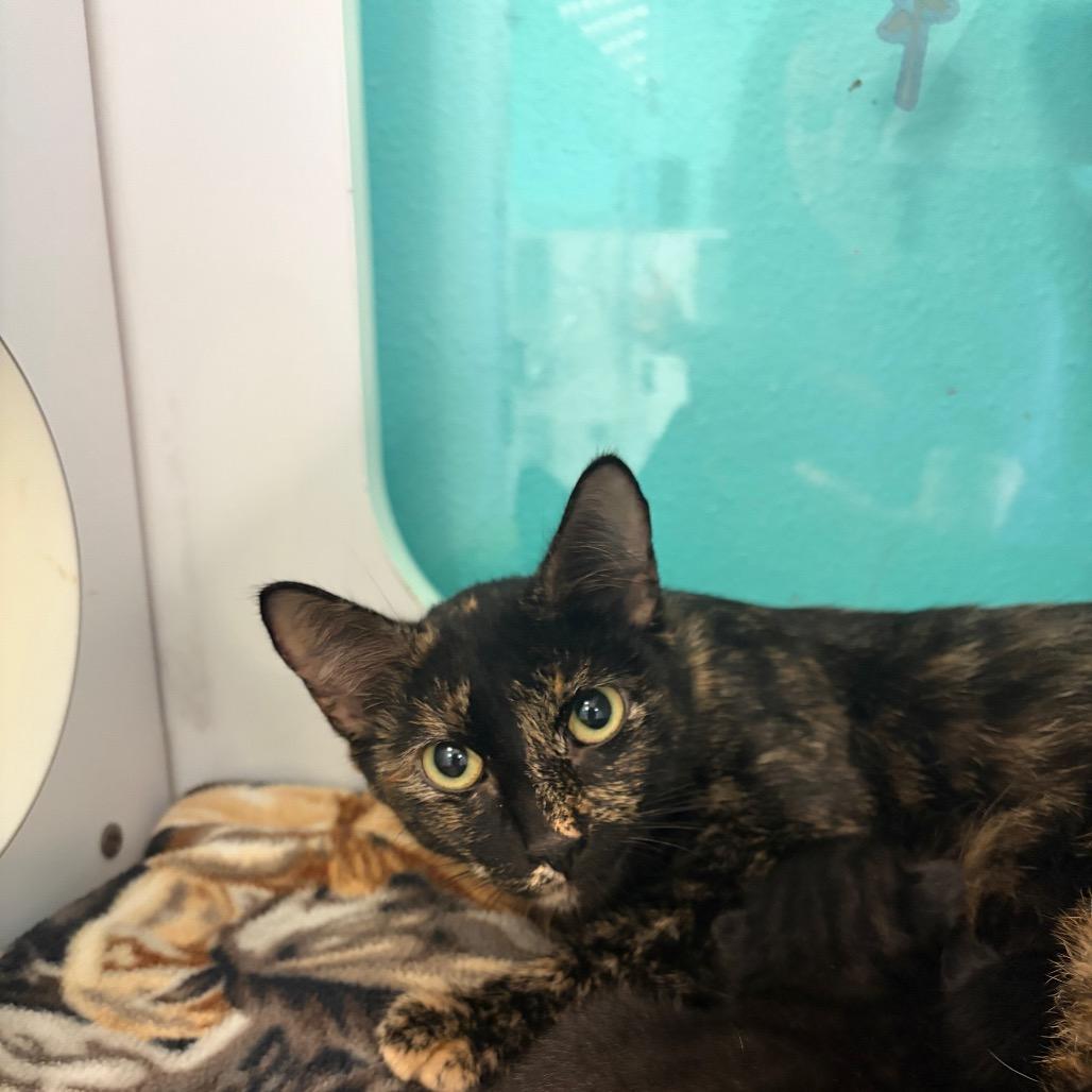 Enlarge Matilda, a Adoptable Domestic Short Hair in Houston, TX image 5/6