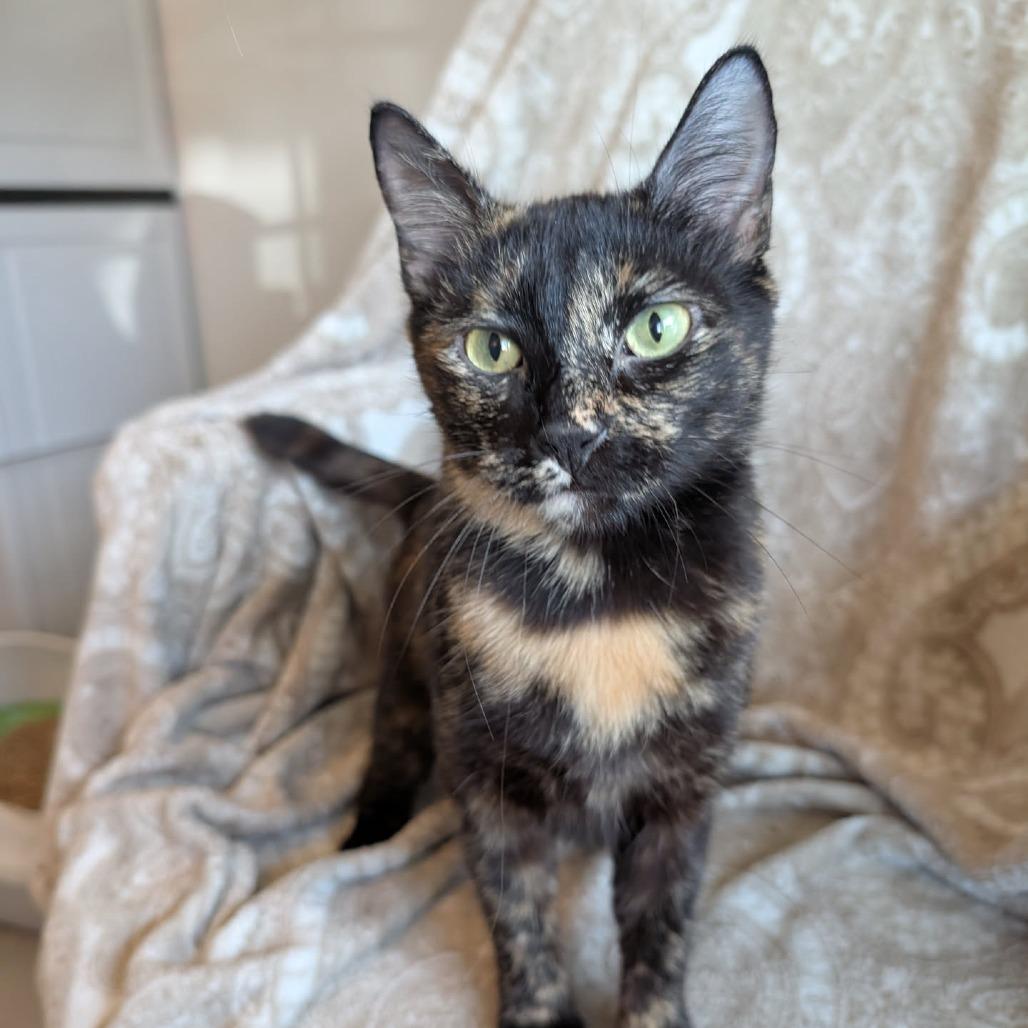 Enlarge Matilda, a Adoptable Domestic Short Hair in Houston, TX image 6/6