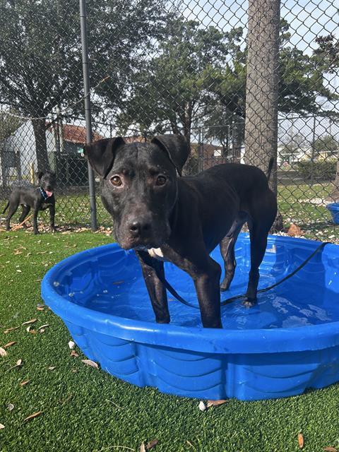Enlarge SURREY, a Adoptable Mixed Breed in Jacksonville, FL image 1/1