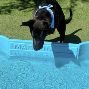 Onyxe, Adoptable, Young Male Black Labrador Retriever & Great Dane.