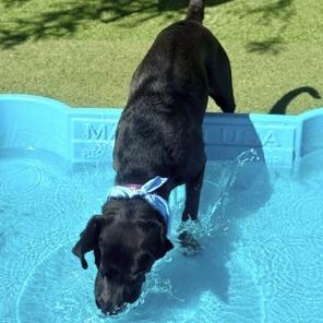 Enlarge Onyxe, a Adoptable mixed breed in Henderson, NV image 2/6