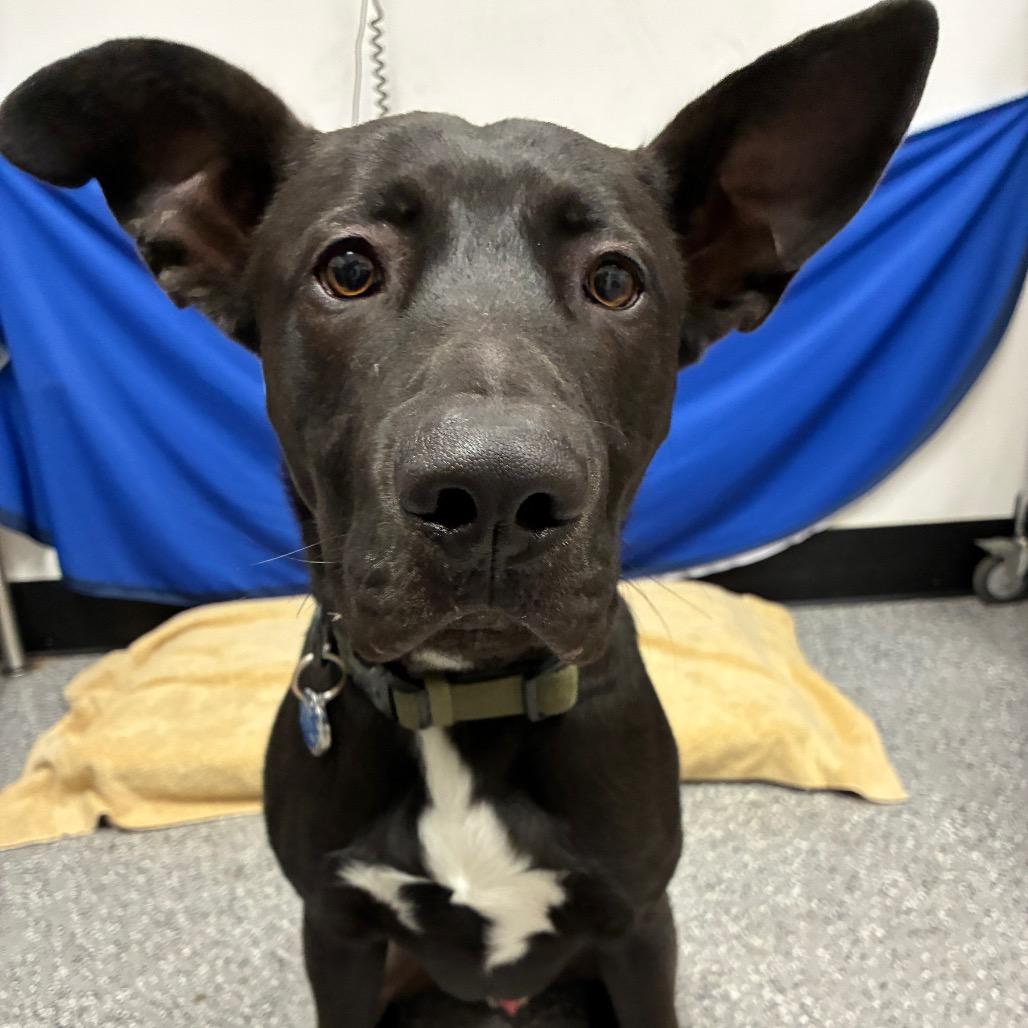 Onyxe, a Adoptable mixed breed in Henderson, NV image 1/3