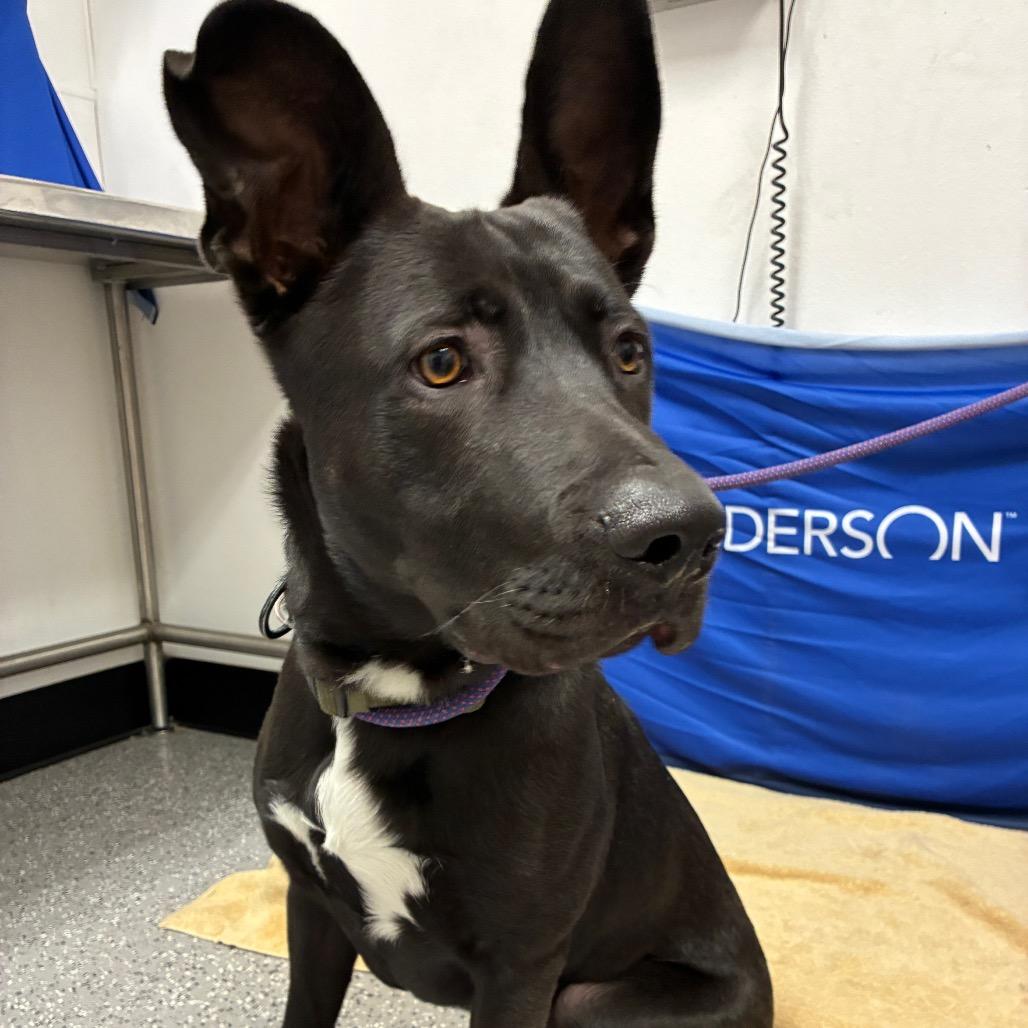 Onyxe, a Adoptable mixed breed in Henderson, NV image 2/3