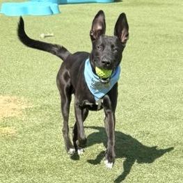 Enlarge Onyxe, a Adoptable mixed breed in Henderson, NV image 3/6