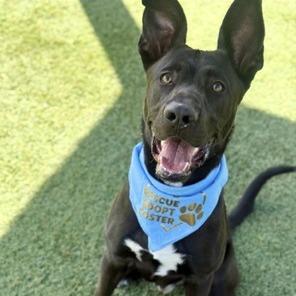 Enlarge Onyxe, a Adoptable mixed breed in Henderson, NV image 4/6