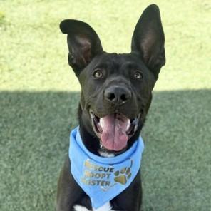 Enlarge Onyxe, a Adoptable mixed breed in Henderson, NV image 5/6