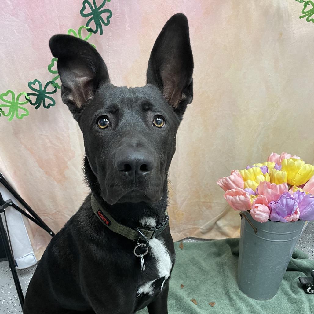 Onyxe, a Adoptable mixed breed in Henderson, NV image 3/3