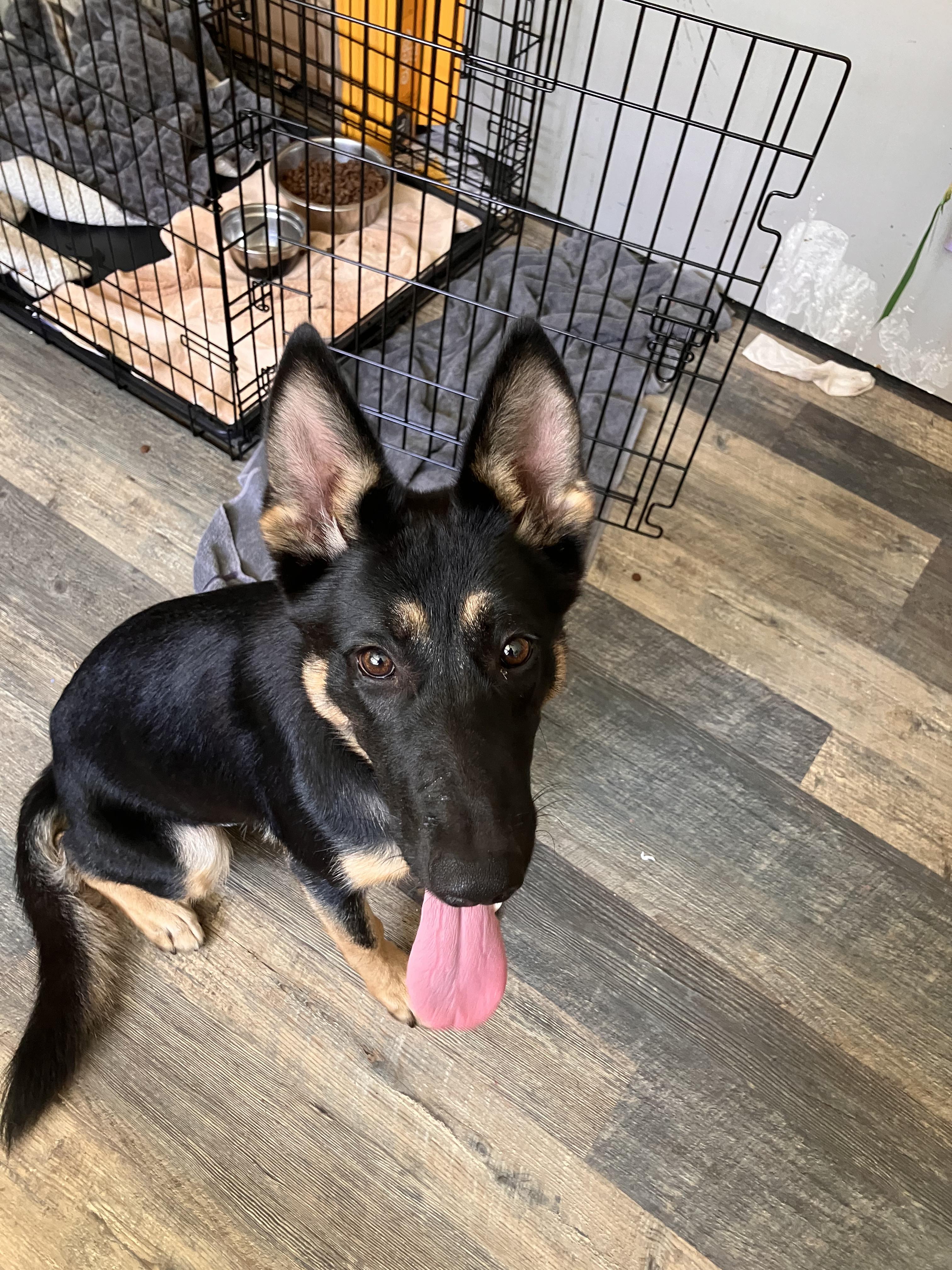 Adriana aka Zia, a ADOPTABLE German Shepherd Dog in Frazier Park, CA image 1/4