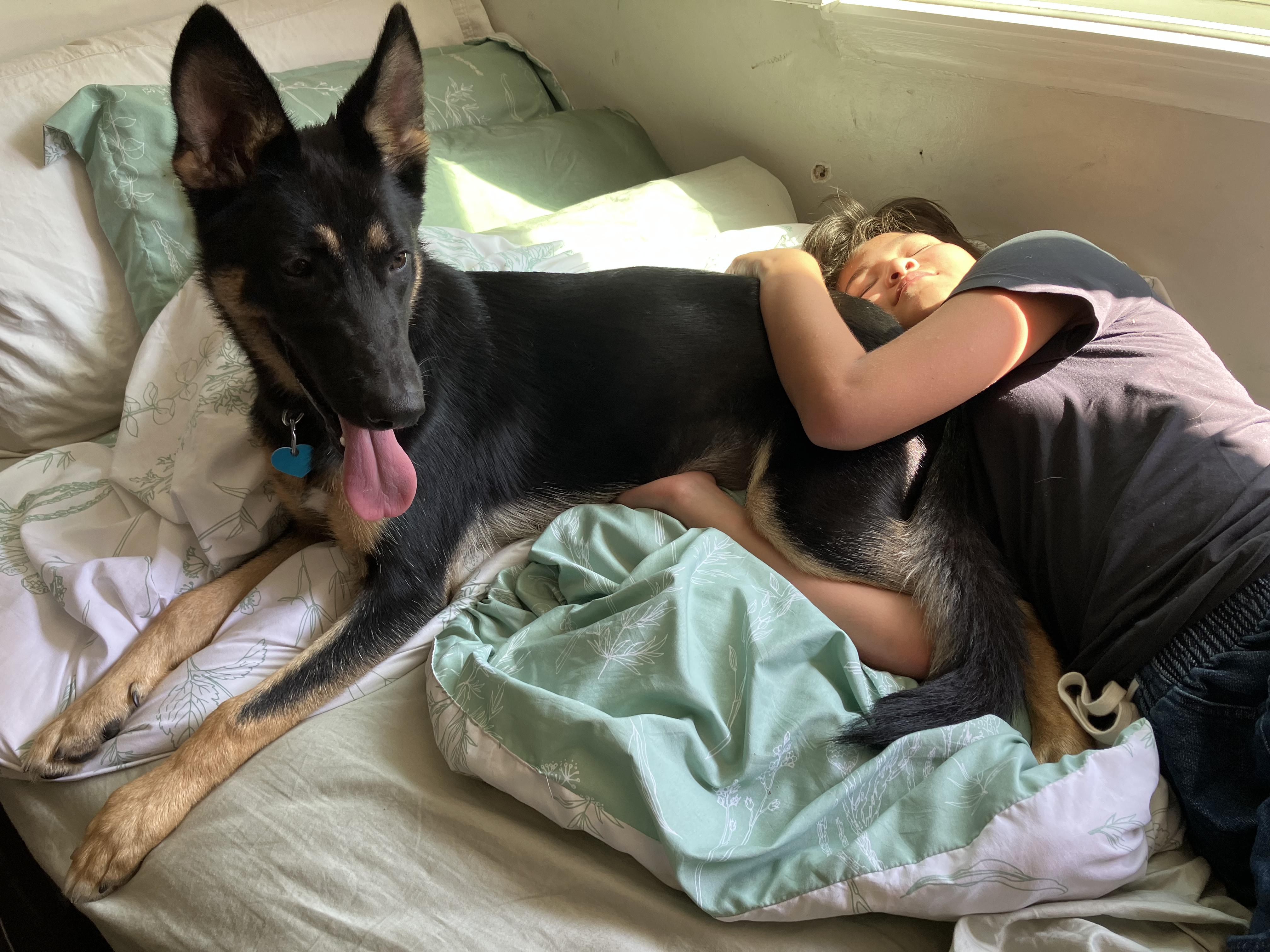 Adriana aka Zia, a ADOPTABLE German Shepherd Dog in Frazier Park, CA image 4/4