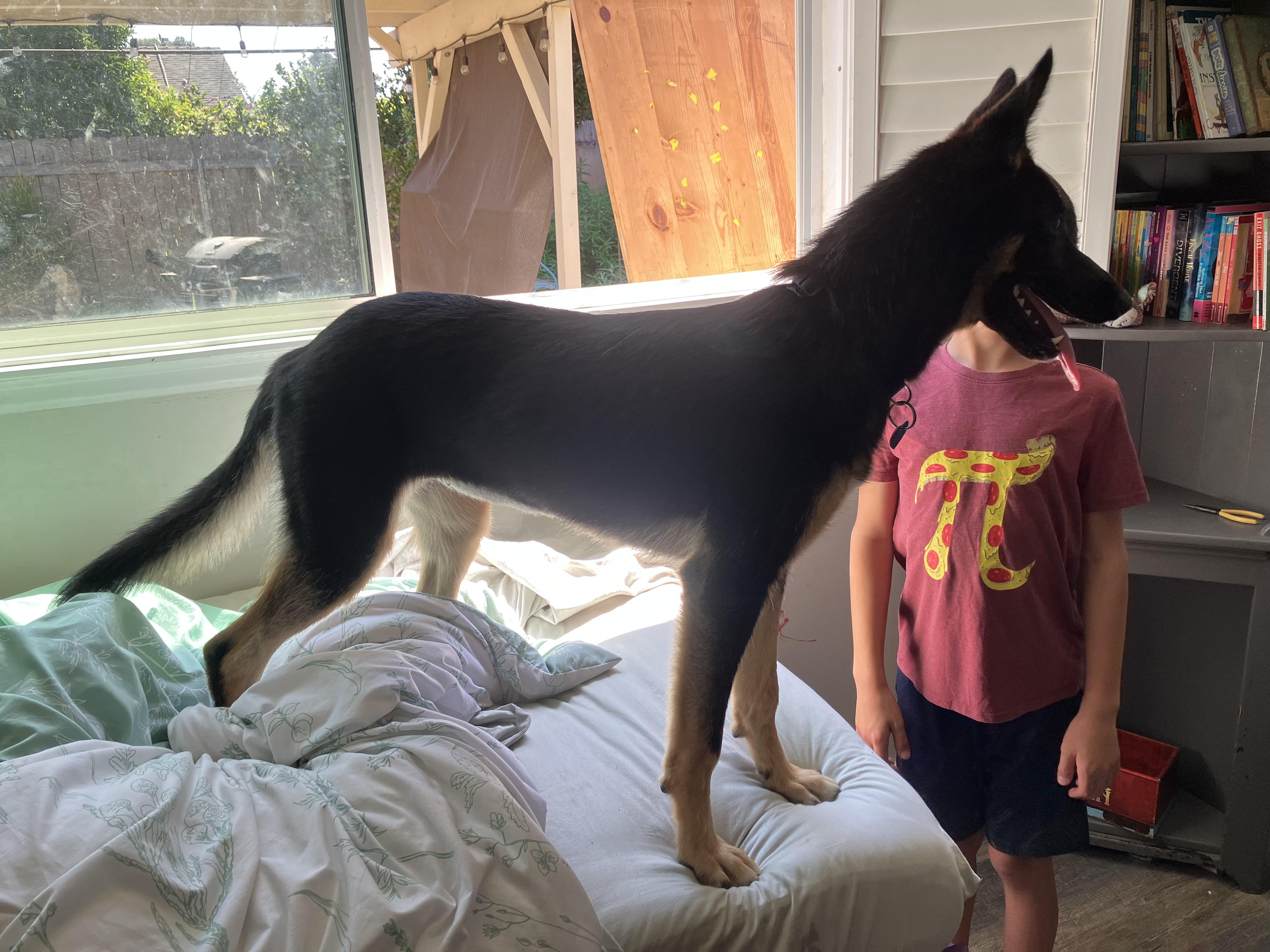 Adriana aka Zia, a ADOPTABLE German Shepherd Dog in Frazier Park, CA image 2/4