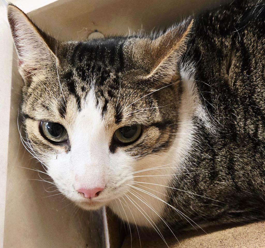 Enlarge Boogie, a Adoptable Tabby in San Antonio, TX image 1/1