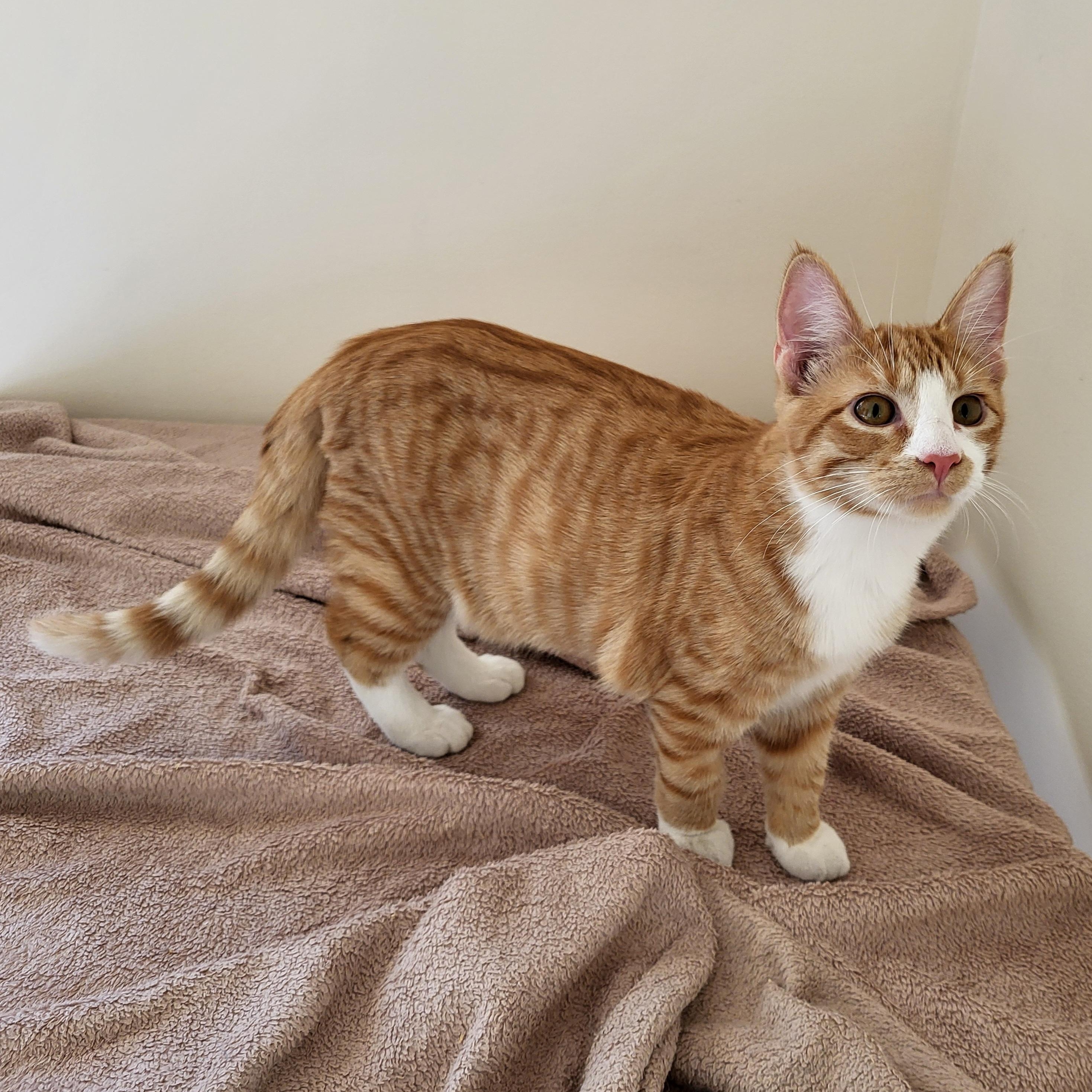 Enlarge Mack, a Adoptable Domestic Short Hair in Spring Lake Park, MN image 2/6
