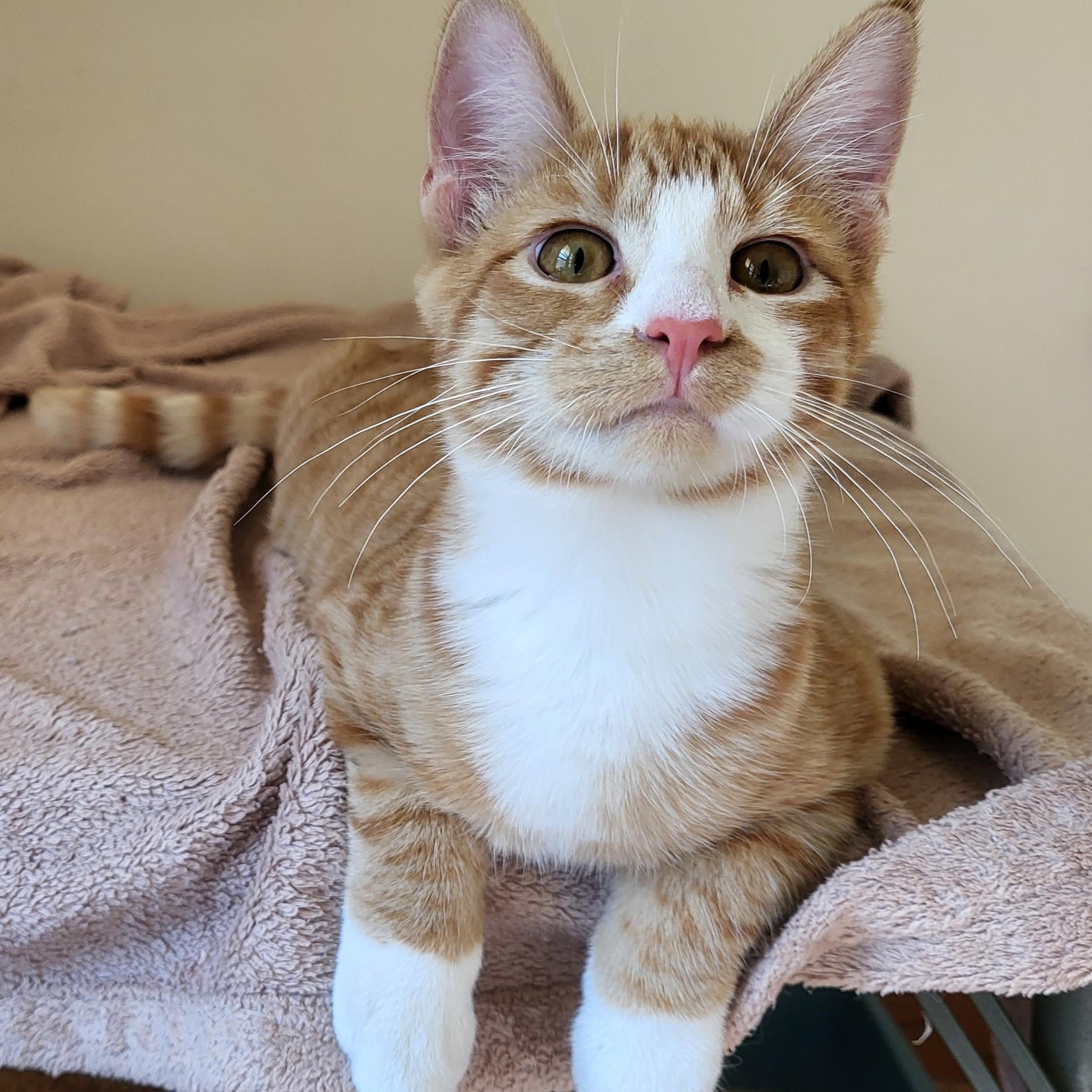 Enlarge Mack, a Adoptable Domestic Short Hair in Spring Lake Park, MN image 5/6