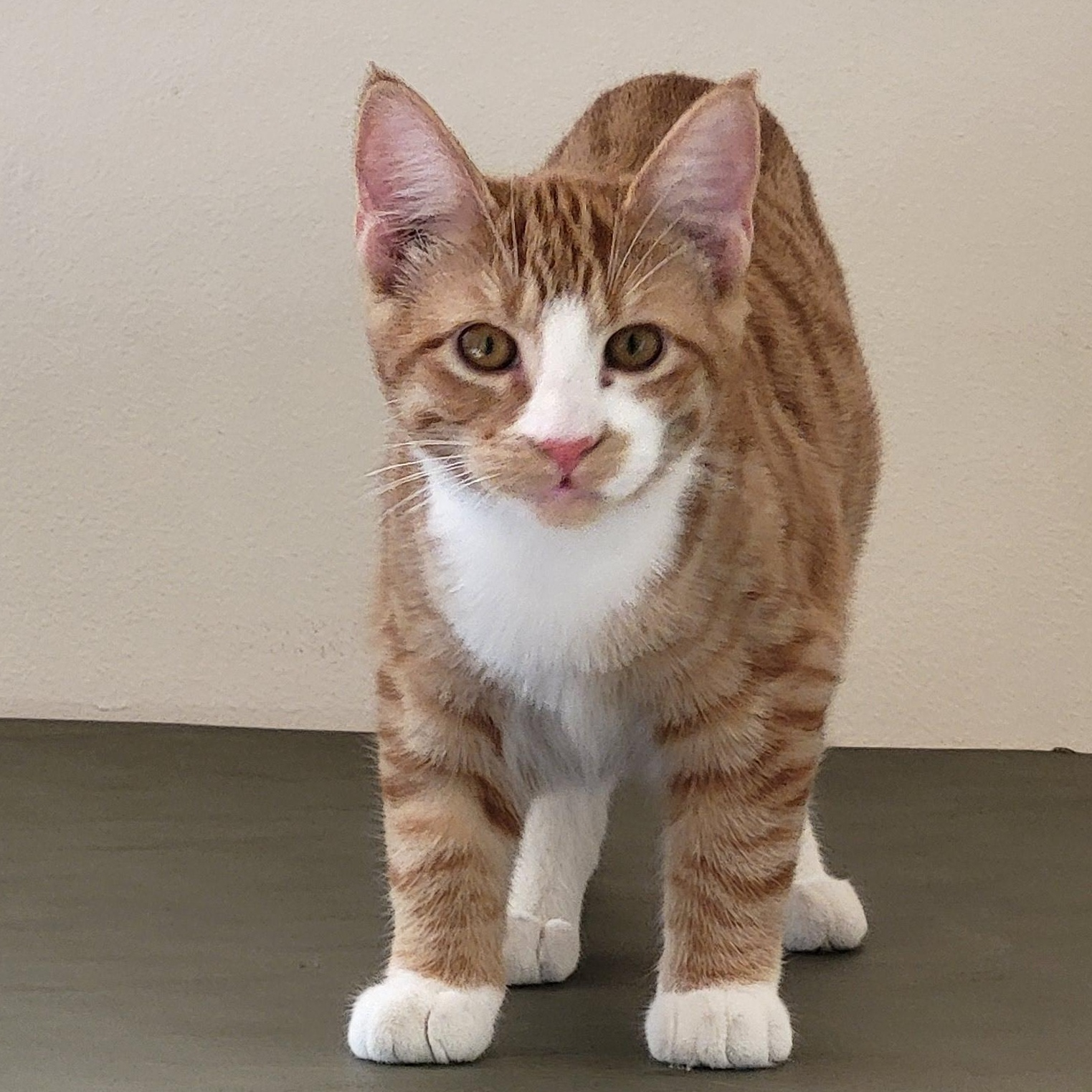 Enlarge Mack, a Adoptable Domestic Short Hair in Spring Lake Park, MN image 3/6