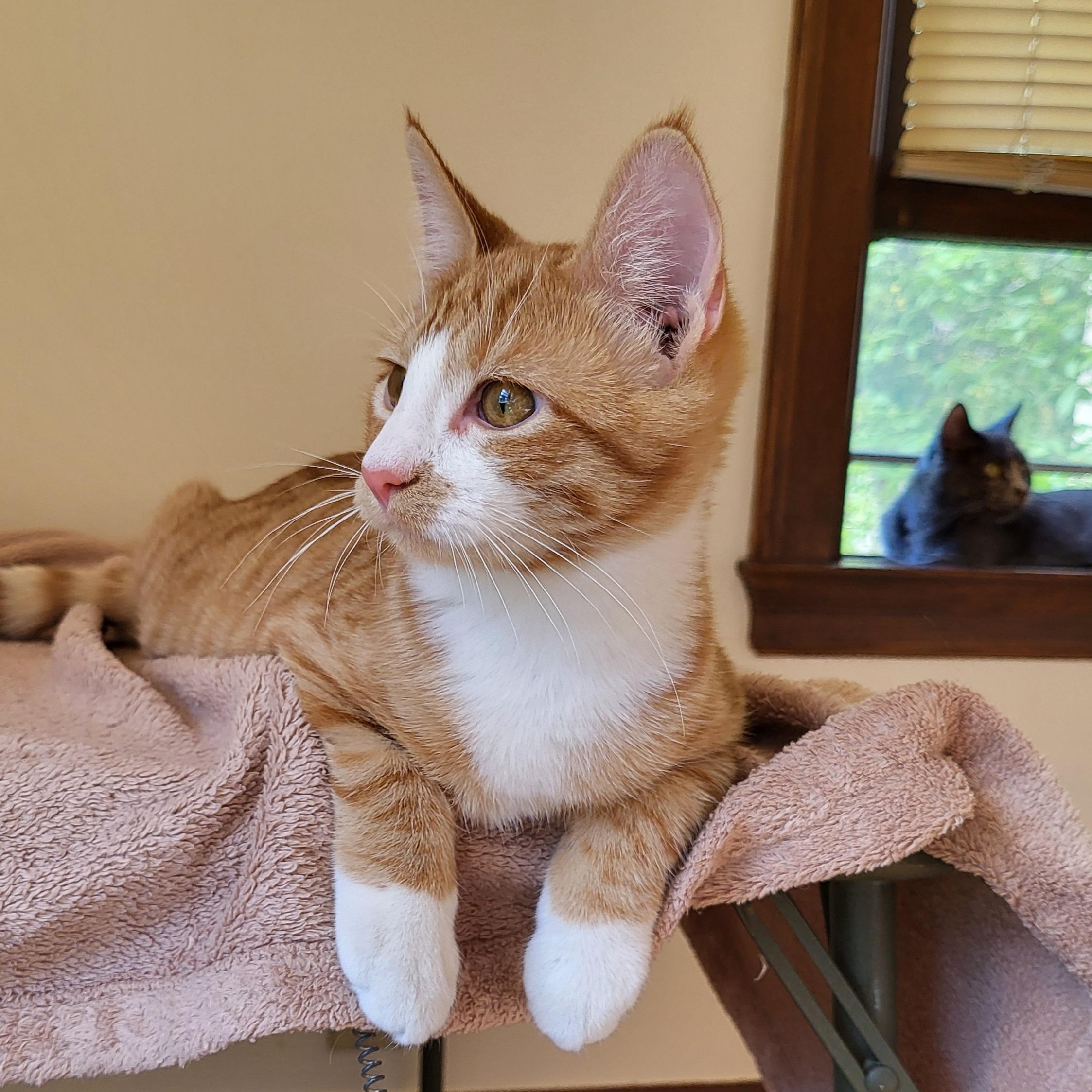 Enlarge Mack, a Adoptable Domestic Short Hair in Spring Lake Park, MN image 4/6