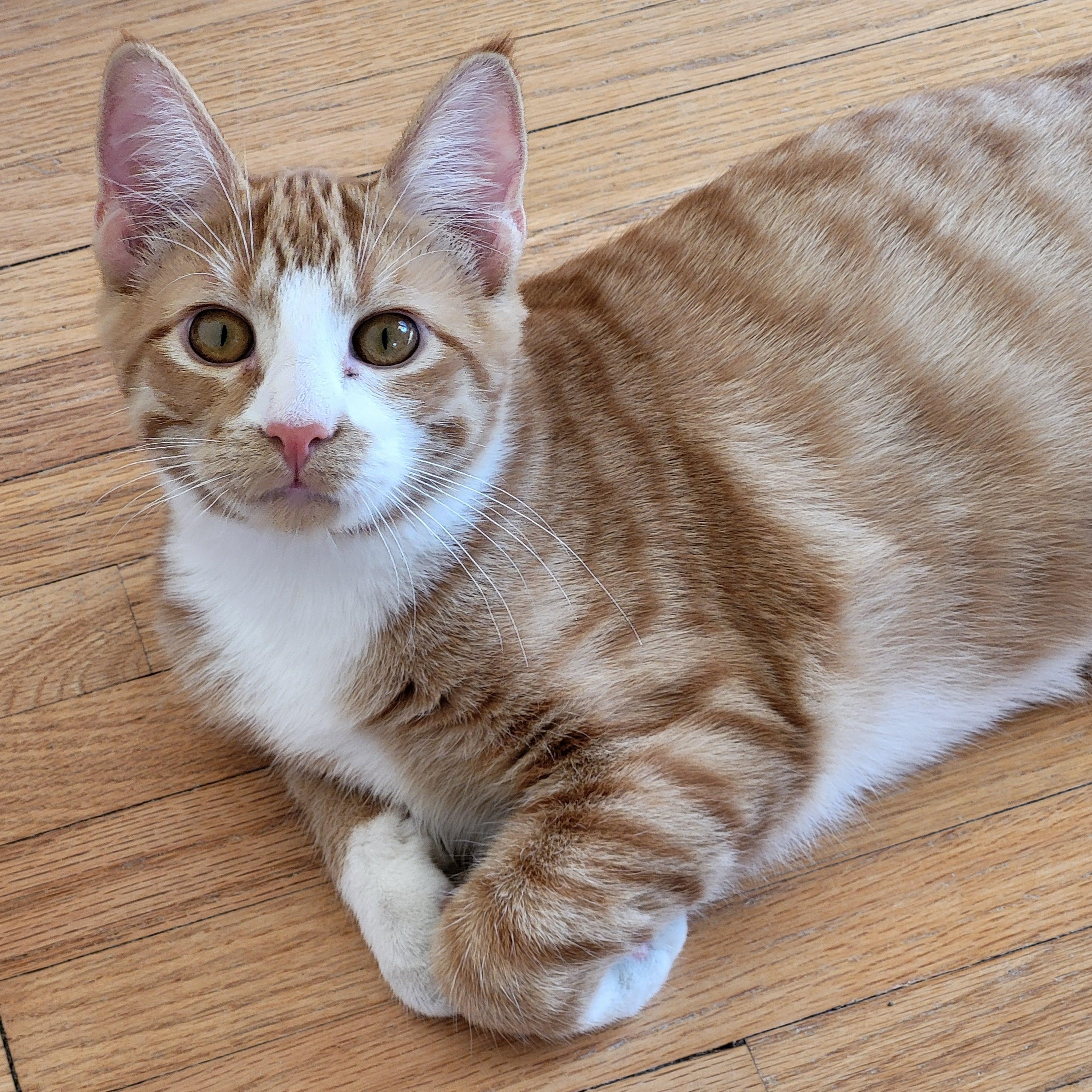 Enlarge Mack, a Adoptable Domestic Short Hair in Spring Lake Park, MN image 1/6