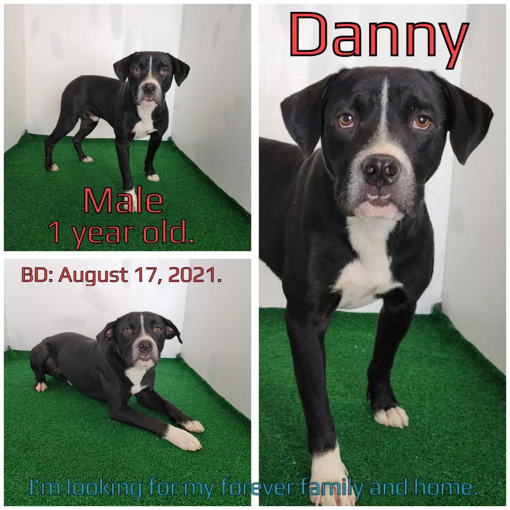 Danny, a Adoptable Mixed Breed in Boaz, AL image 1/2