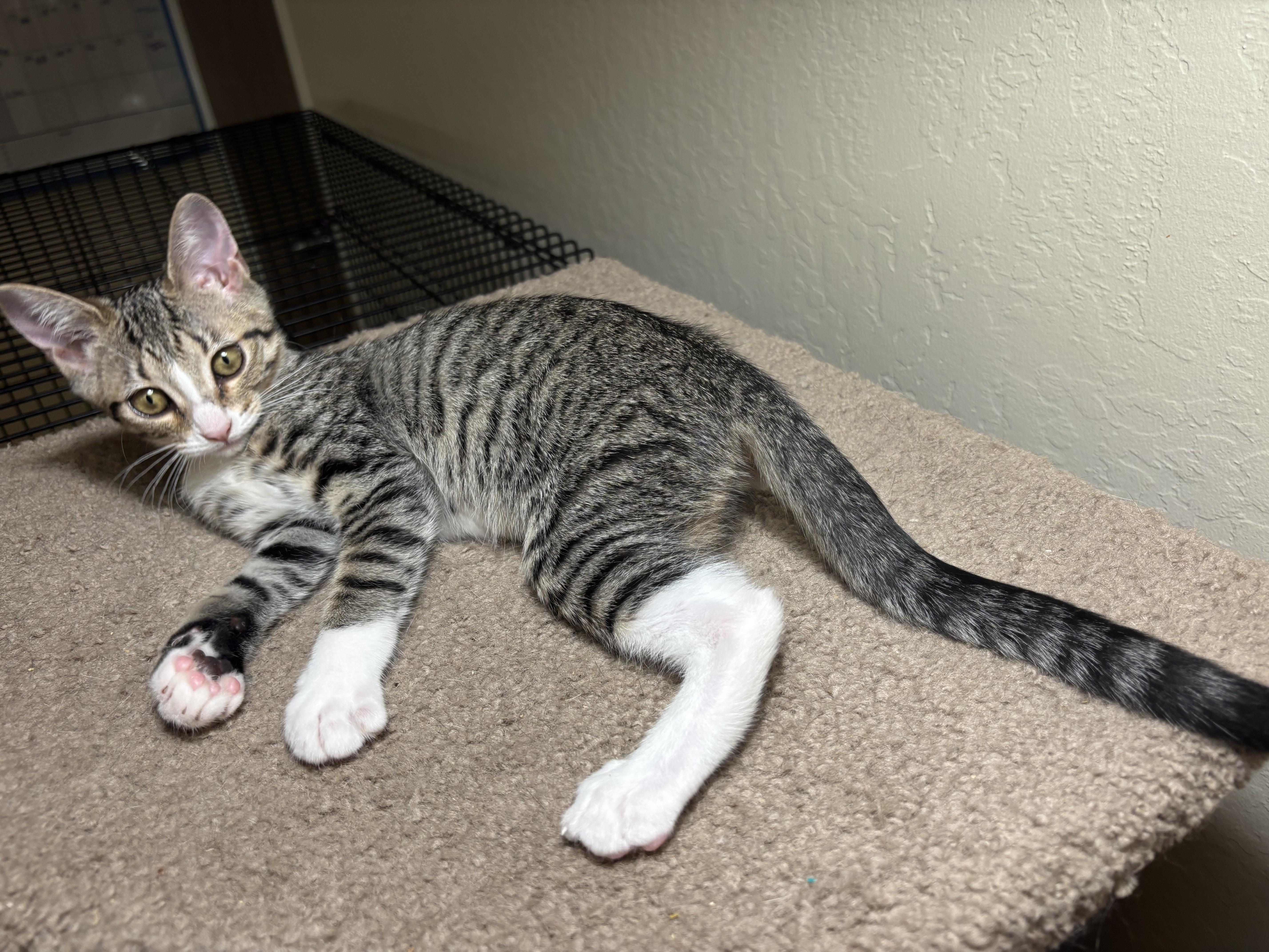 Pipsqueak, an adopted Tabby in Vallejo, CA image 4/4