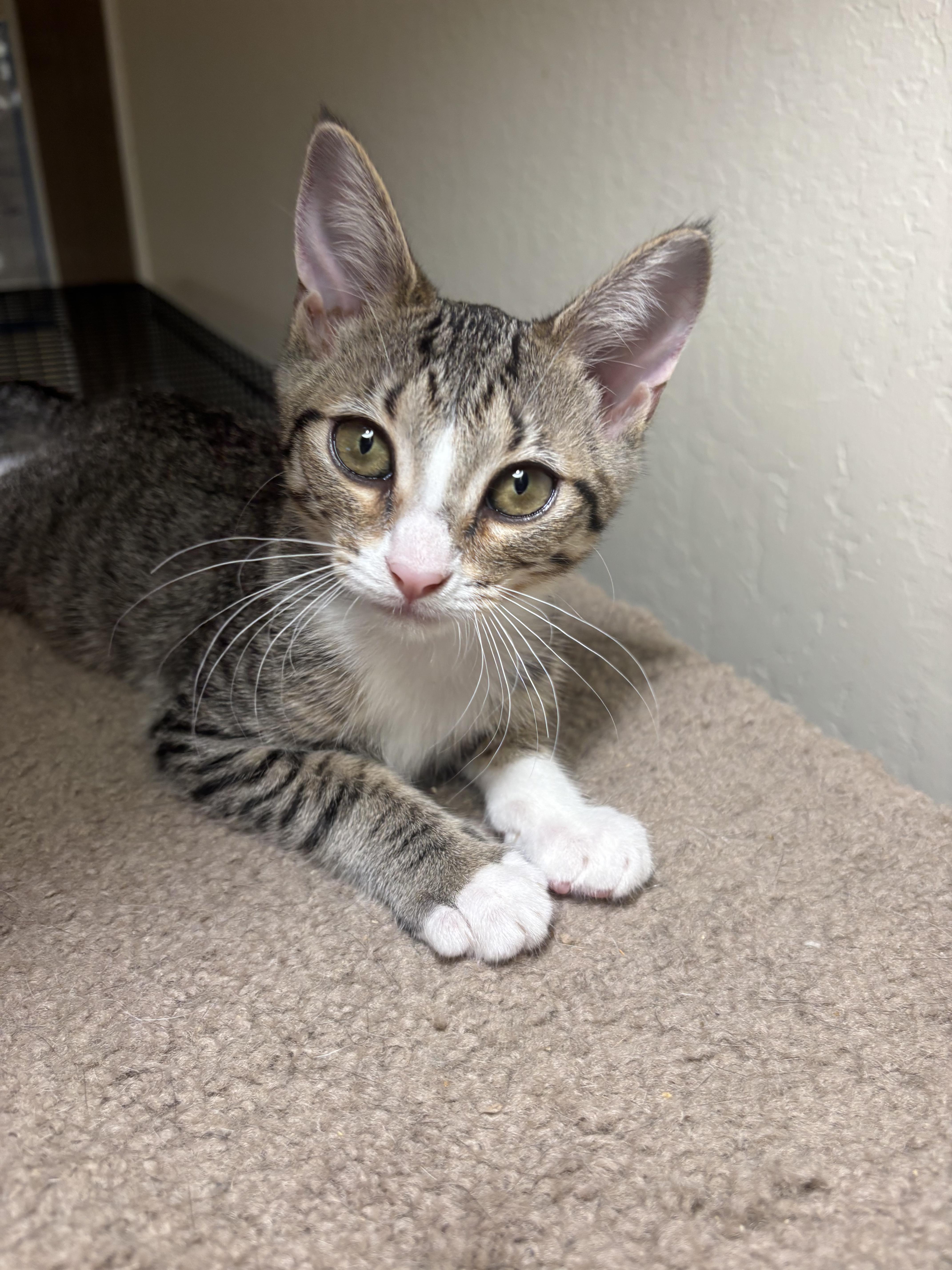 Pipsqueak, an adopted Tabby in Vallejo, CA image 3/4