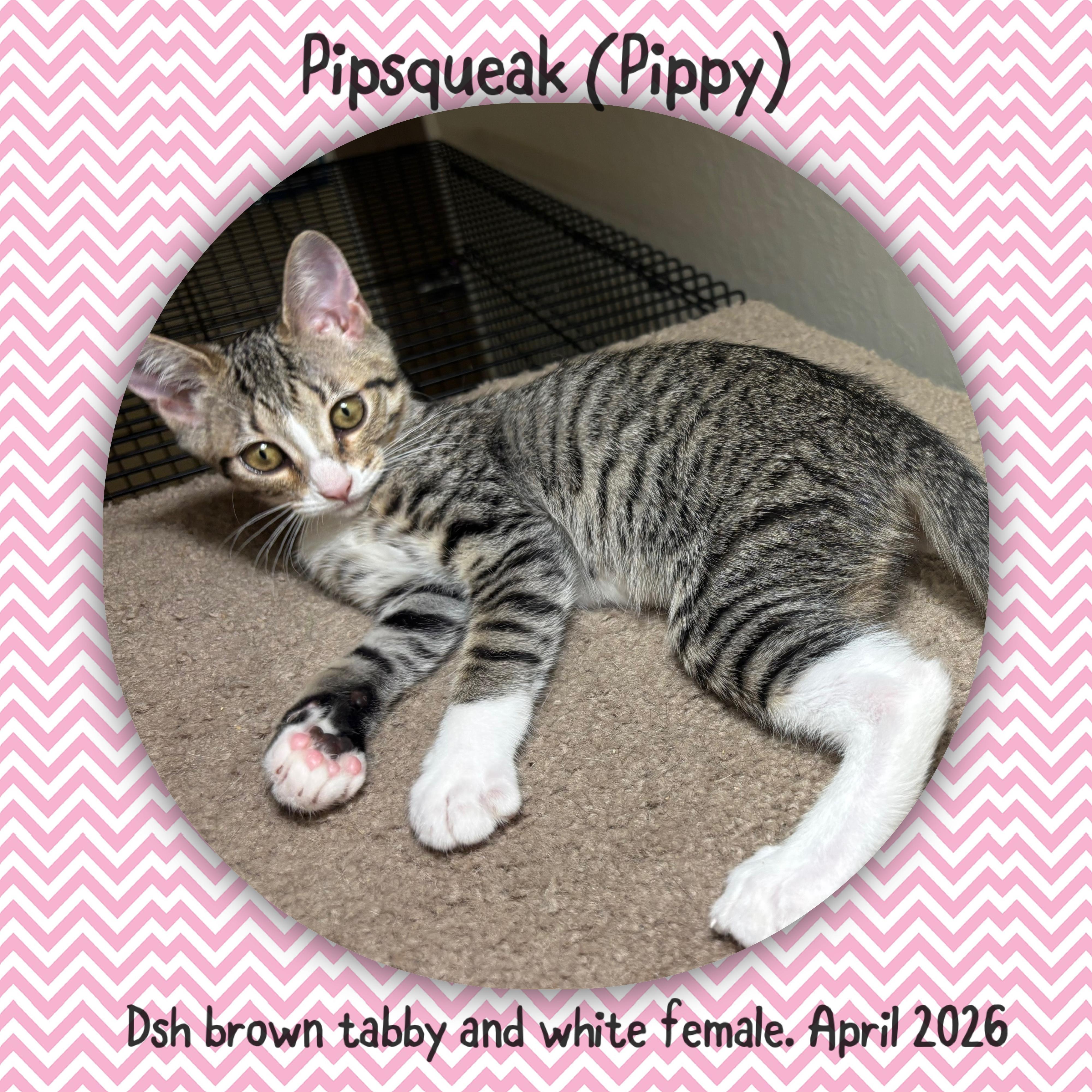 Pipsqueak, adopted, Kitten Female Tabby.