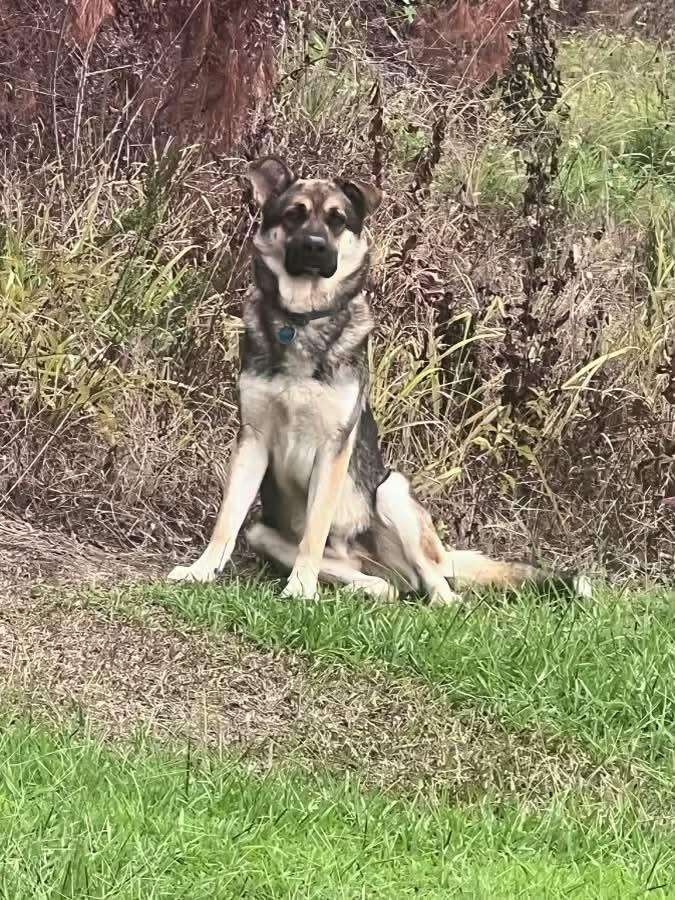 26-086 Briareos, Adoptable, Adult Male German Shepherd Dog & Siberian Husky.