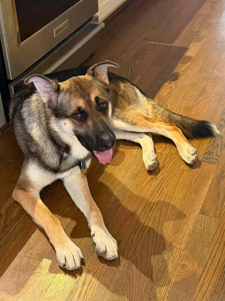Enlarge 26-086 Briareos, a Adoptable mixed breed in Richardson, TX image 2/6