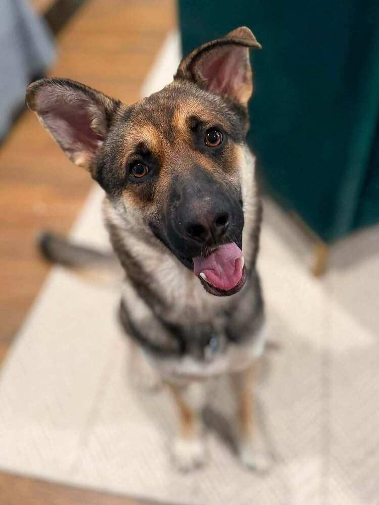 Enlarge 26-086 Briareos, a Adoptable mixed breed in Richardson, TX image 3/6