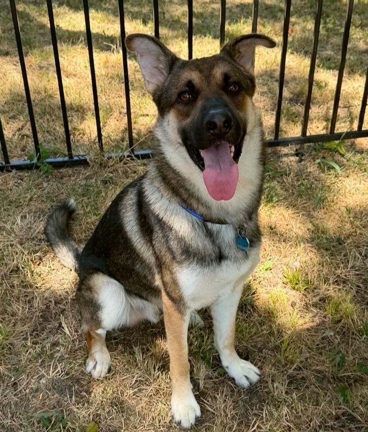 Enlarge 26-086 Briareos, a Adoptable mixed breed in Richardson, TX image 4/6