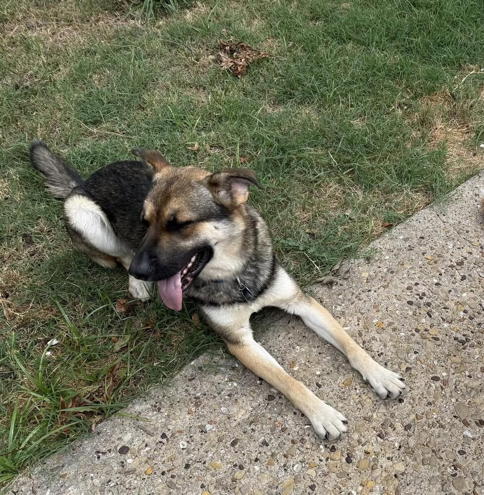 Enlarge 26-086 Briareos, a Adoptable mixed breed in Richardson, TX image 5/6