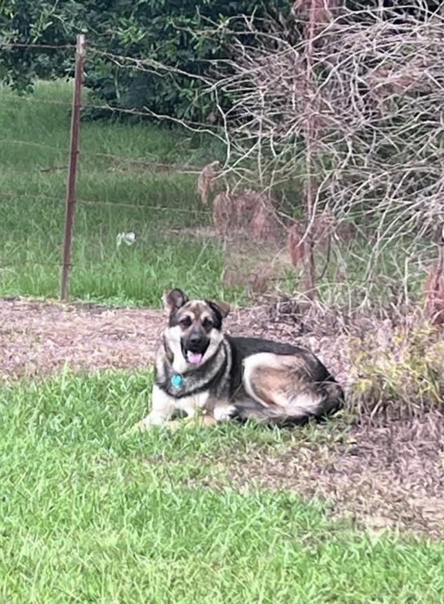 Enlarge 26-086 Briareos, a Adoptable mixed breed in Richardson, TX image 6/6