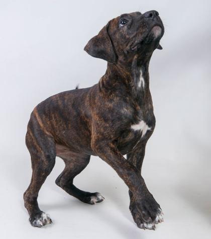 Enlarge Sunscreen, a ADOPTABLE Pit Bull Terrier in Harvey , LA image 1/1