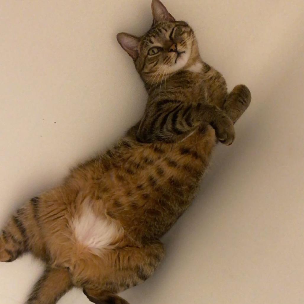 Loofy, Adoptable, Adult Male Domestic Short Hair.