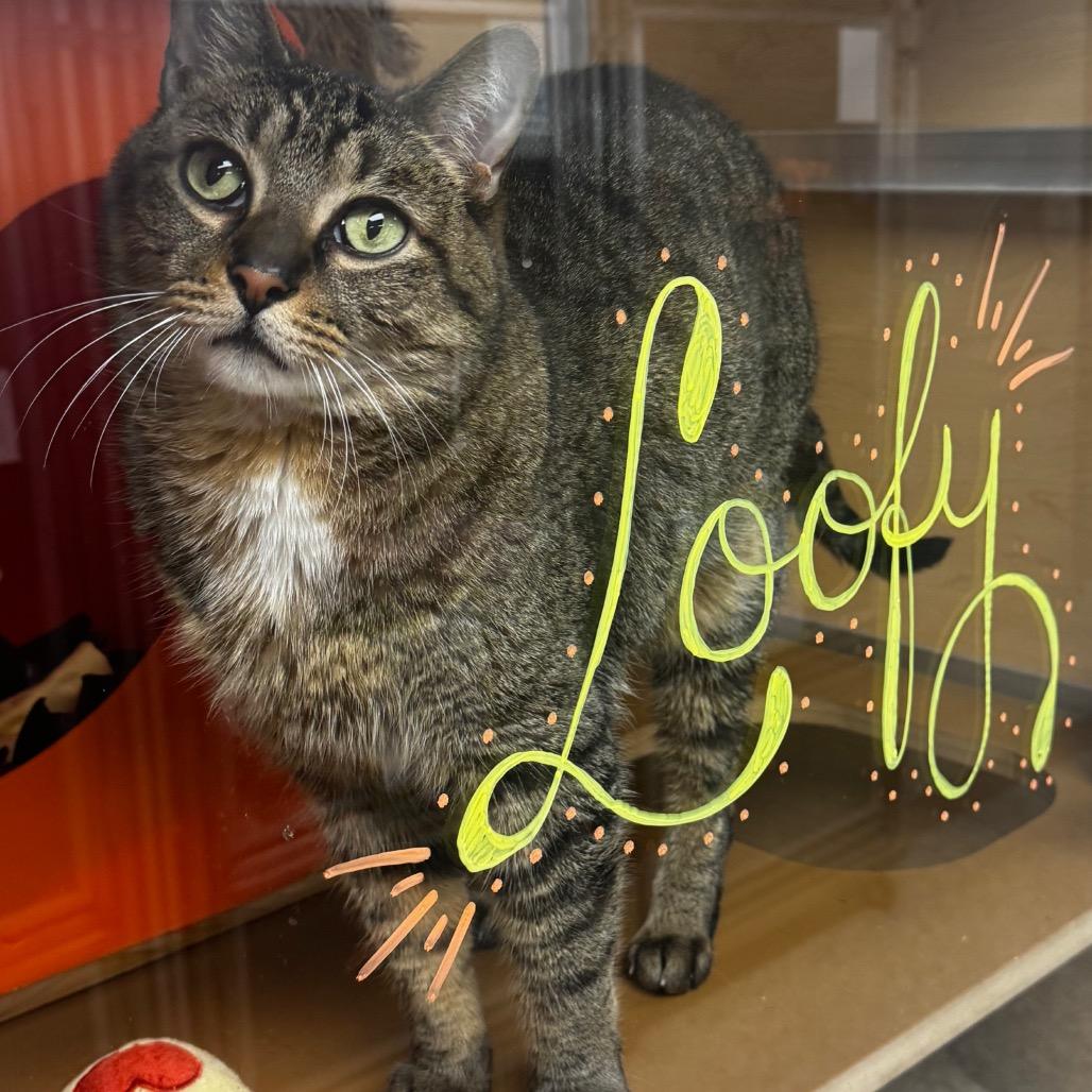 Enlarge Loofy, a Adoptable Domestic Short Hair in Brookfield, WI image 2/6