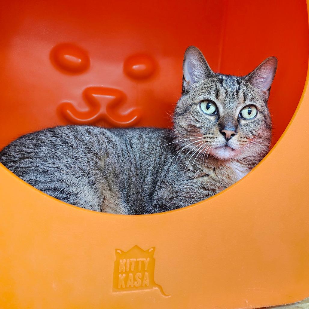 Enlarge Loofy, a Adoptable Domestic Short Hair in Brookfield, WI image 3/6