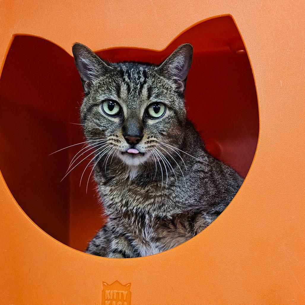 Enlarge Loofy, a Adoptable Domestic Short Hair in Brookfield, WI image 4/6