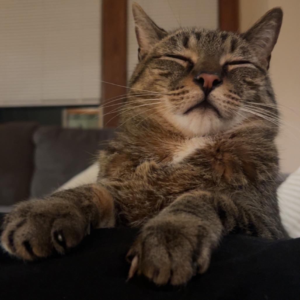 Enlarge Loofy, a Adoptable Domestic Short Hair in Brookfield, WI image 5/6