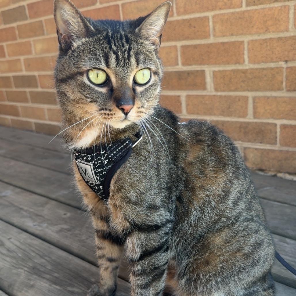 Enlarge Loofy, a Adoptable Domestic Short Hair in Brookfield, WI image 6/6