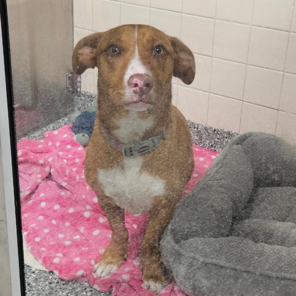 Figgy — thumbnail 2