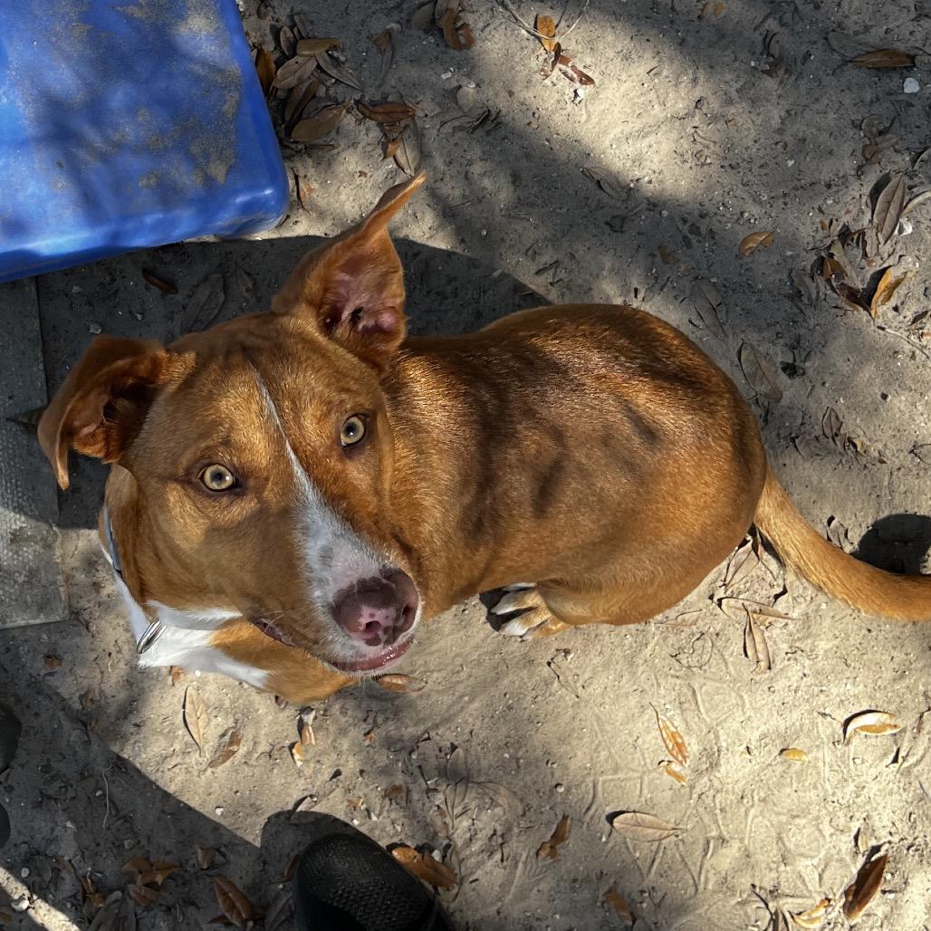 Figgy — thumbnail 3