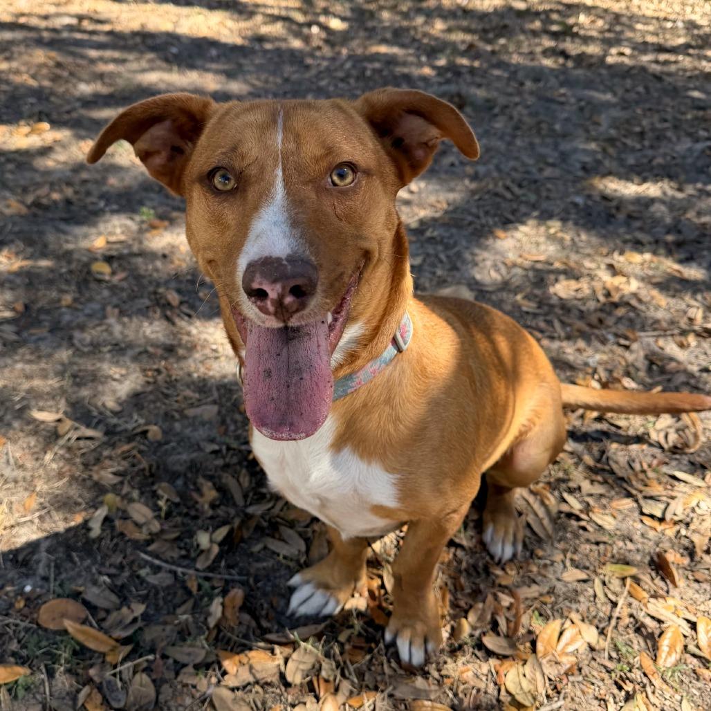 Figgy — thumbnail 4