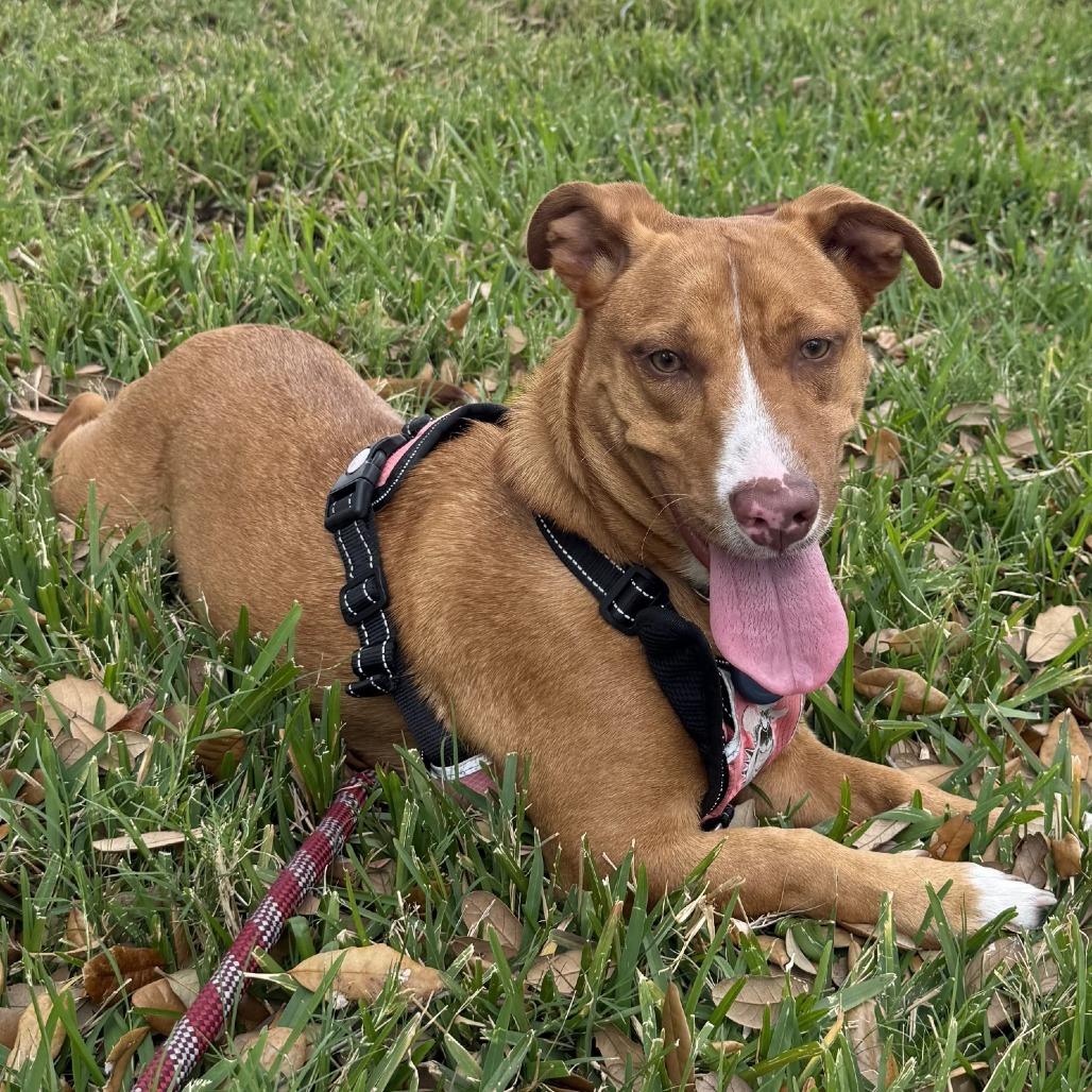 Figgy — thumbnail 5