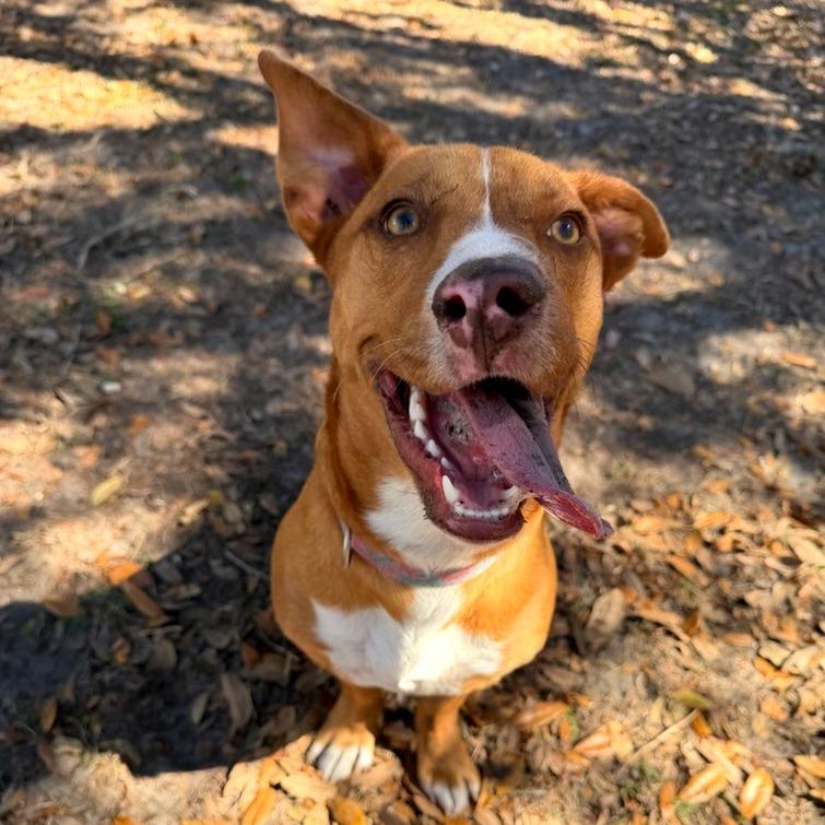 Figgy — thumbnail 6