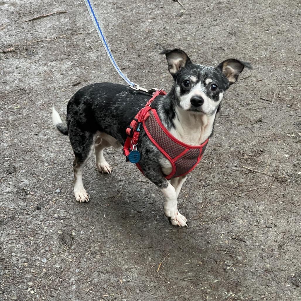 CW, a ADOPTABLE mixed breed in Graham, WA image 2/5