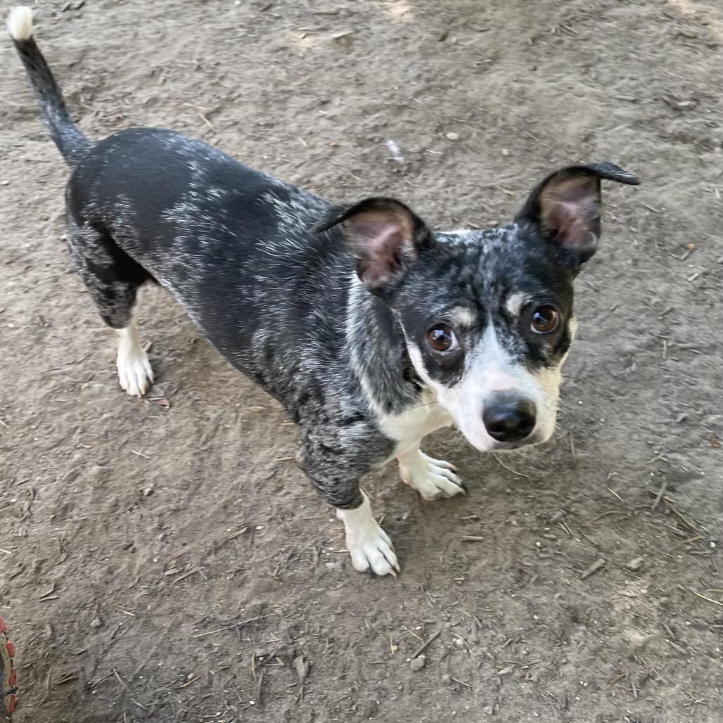 CW, a ADOPTABLE mixed breed in Graham, WA image 4/5