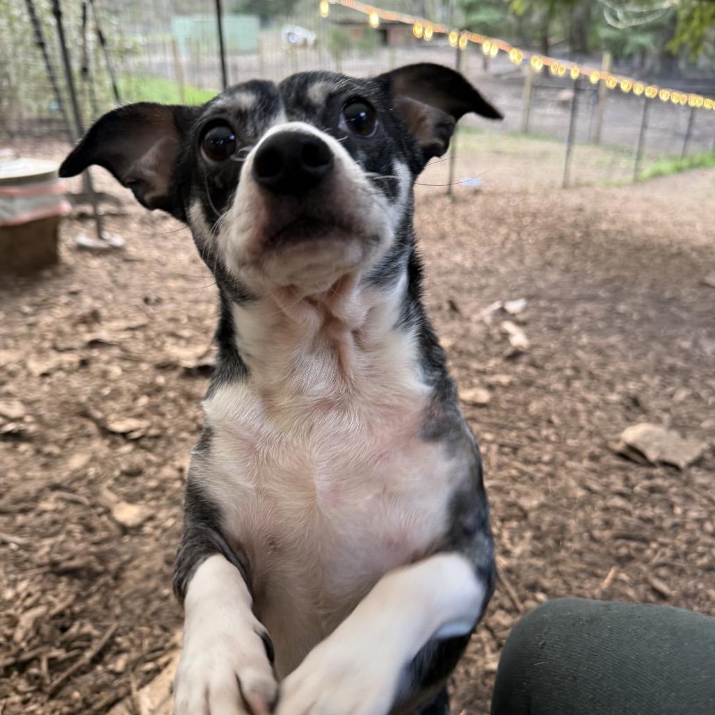 CW, a ADOPTABLE mixed breed in Graham, WA image 3/5