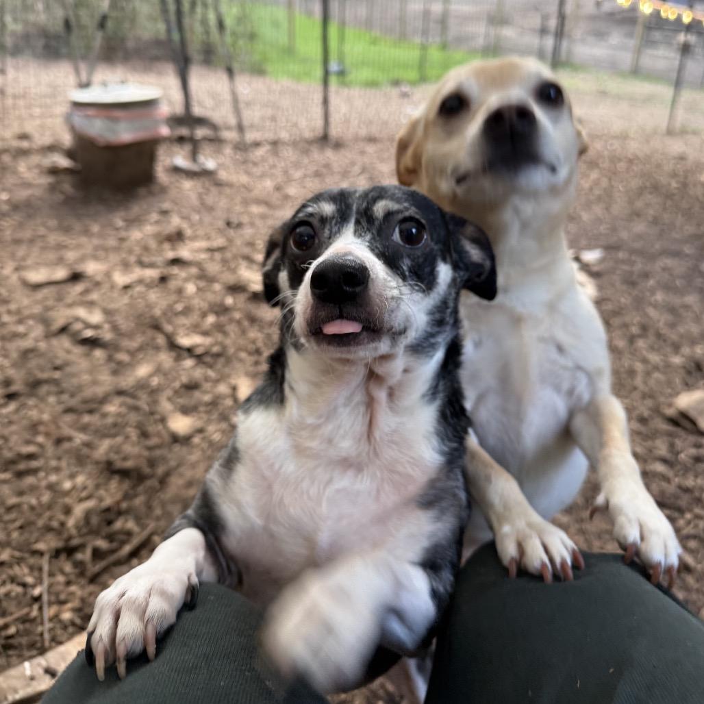 CW, a ADOPTABLE mixed breed in Graham, WA image 5/5