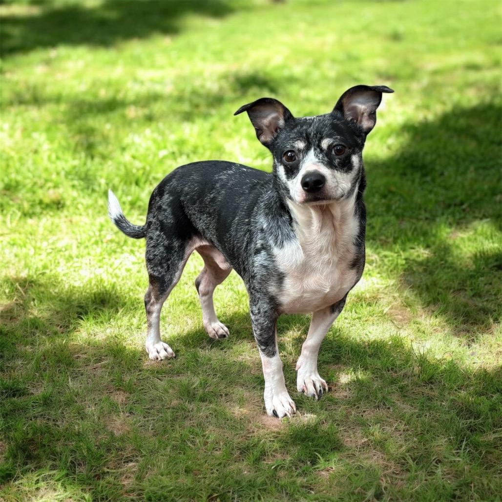 CW, a ADOPTABLE mixed breed in Graham, WA image 1/5